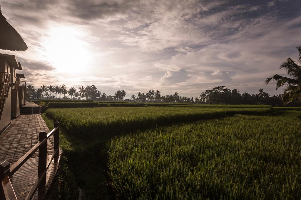 Superior Double Room Rice Paddy View