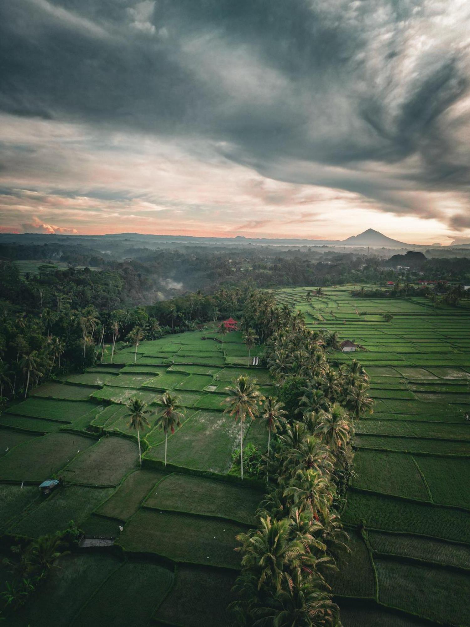 Suite Rice Field View