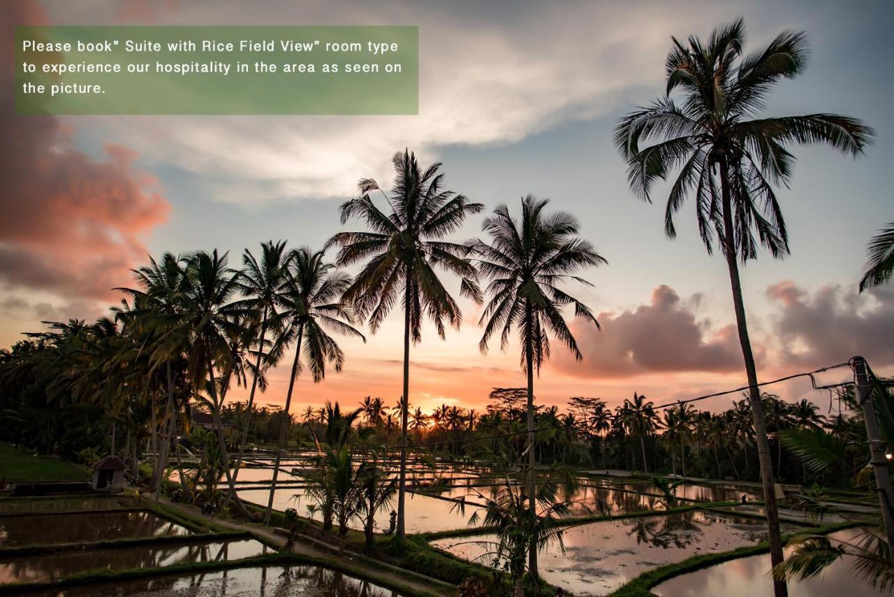 Suite Rice Field View