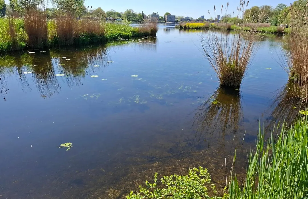Sweetlake-1