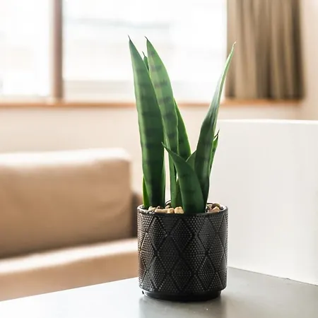 Belcasa Suitehotel-2