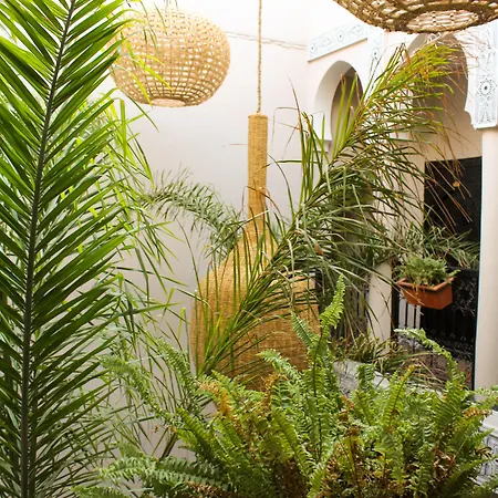 Riad Amra-3