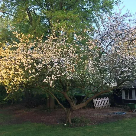 Rose House B&B-3
