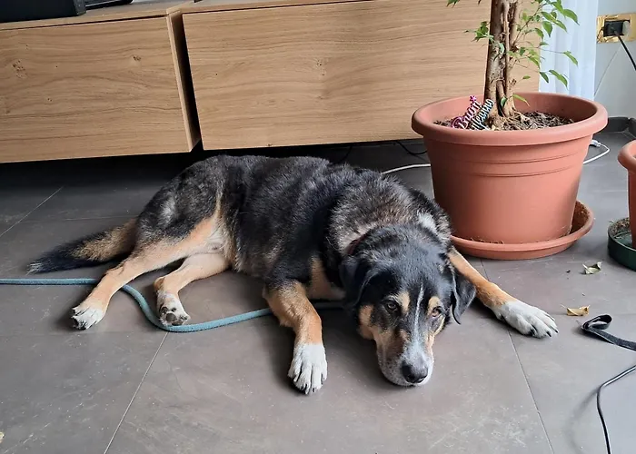 Franky Home Milaan