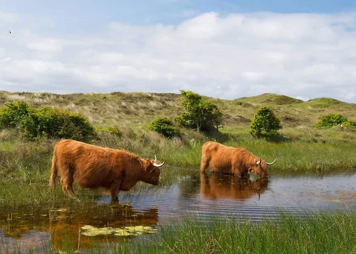 BnB Westerduinen, De Bollekamer De Koog 